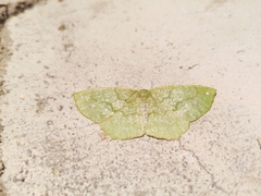 Himeromima aulis