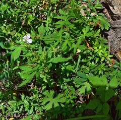 Geranium richardsonii