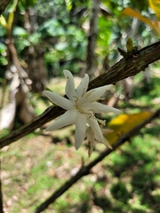 Coffea liberica
