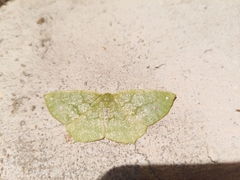 Himeromima aulis