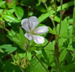 Geranium richardsonii