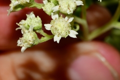 Parthenium tomentosum