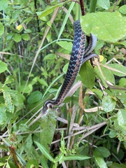 Thamnophis sirtalis