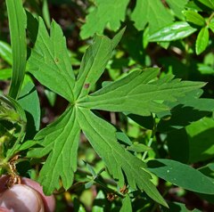 Geranium richardsonii