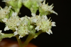 Parthenium tomentosum
