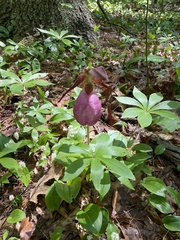Cypripedium acaule