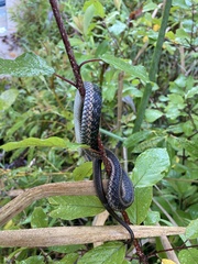 Thamnophis sirtalis