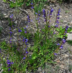 Penstemon strictus