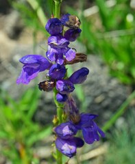 Penstemon strictus