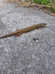 Elgaria coerulea coerulea