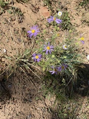 Dieteria canescens