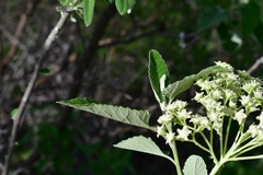Parthenium tomentosum