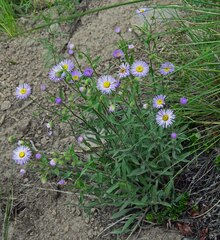 Erigeron speciosus
