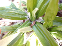 Celmisia spectabilis spectabilis