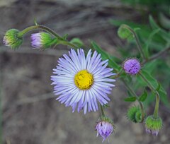 Erigeron speciosus