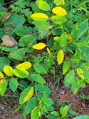 Apocynum androsaemifolium