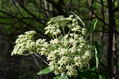 Parthenium tomentosum