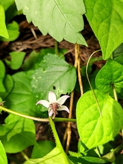 Lycianthes lysimachioides