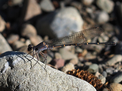 Argia lugens