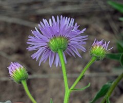 Erigeron speciosus
