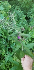 Vernonia baldwinii