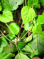 Lycianthes lysimachioides