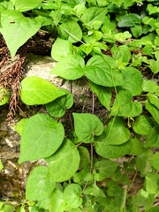 Lycianthes lysimachioides