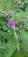 Vernonia baldwinii
