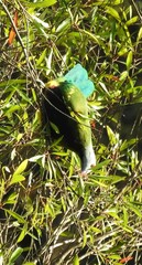 Ptilinopus magnificus