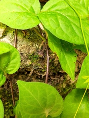 Lycianthes lysimachioides