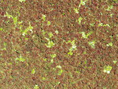 Azolla