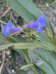 Penstemon