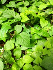 Lycianthes lysimachioides