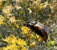 Chauliognathus deceptus