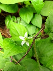 Lycianthes lysimachioides