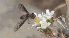 Anthrax plurinotus