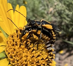 Chauliognathus deceptus