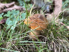 Neoboletus
