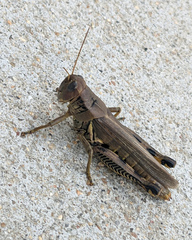 Melanoplus