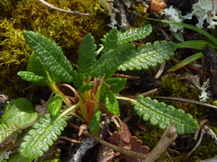Dryas hookeriana