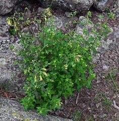 Brickellia grandiflora