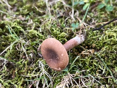 Lactarius quietus