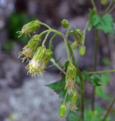 Brickellia grandiflora