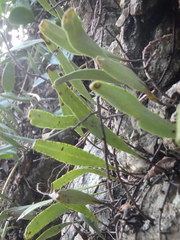 Pyrrosia confluens