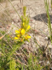 Phyllota phylicoides