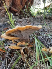 Phaeolus