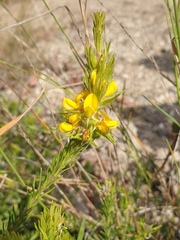 Phyllota phylicoides