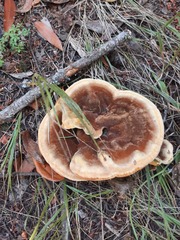 Phaeolus