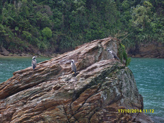Phalacrocorax punctatus
