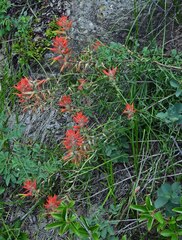 Castilleja linariifolia